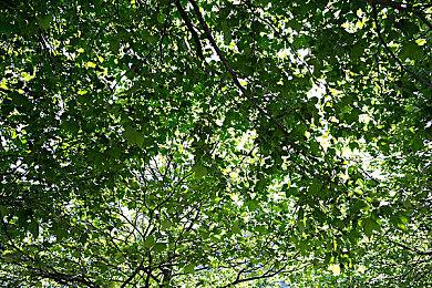 《Fate＆EXTRA Record》新预告 8月4日公开新情报